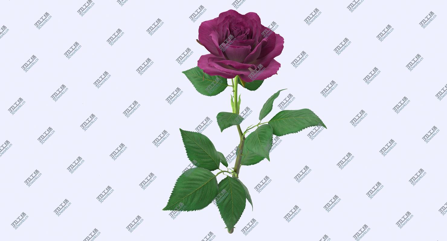 images/goods_img/202105072/Purple Rose/5.jpg